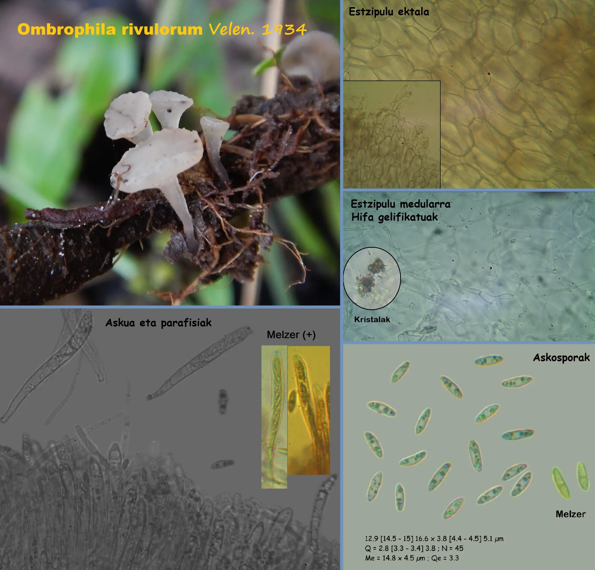 Microscopía de Ombrophila rivulorum fitxe